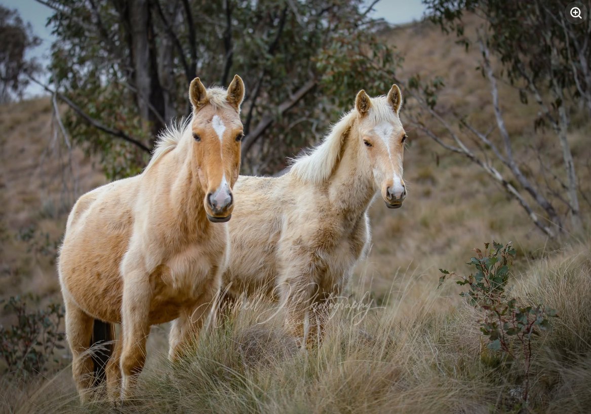 Two palomino brumbies standing together in snow-gum country in the Snowy Mountains, looking directly at the camera.