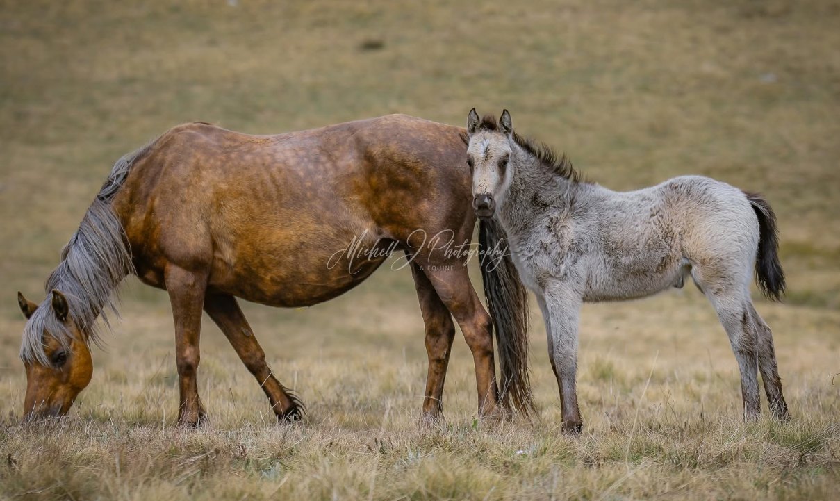 A brumby mare grazing while her grey foal stands alongside her in dry grassland.