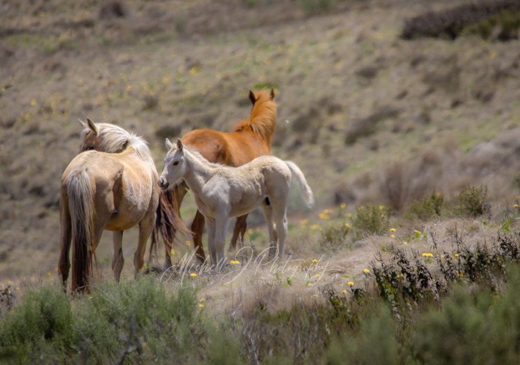 A small mob of brumbies with a pale foal standing on a hillside among flowering scrub.